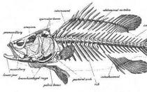 Дыхательная система рыбы